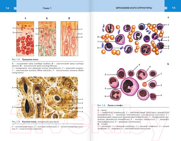 Изображение товара Атлас АСТ Атлас анатомии и физиологии человека (Самусев Р.П.)