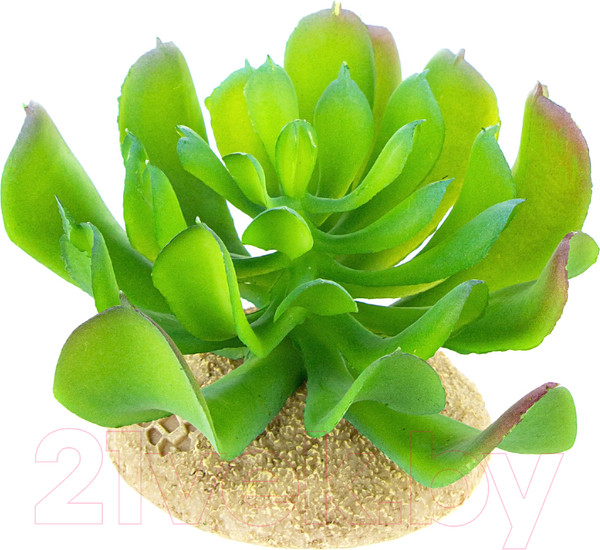 Изображение товара Декорация для террариума Terra Della Эхеверия 1 / 242/465844/light-green