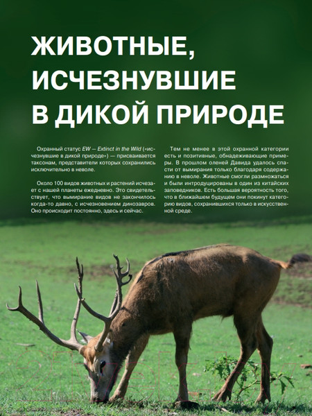 Изображение товара Энциклопедия Эксмо Красная книга. Животные мира (Скалдина О.В., Слиж Е.А.)