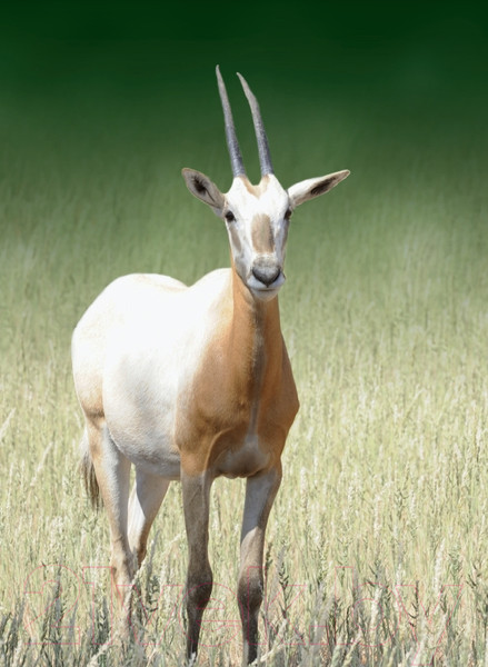 Изображение товара Энциклопедия Эксмо Красная книга. Животные мира (Скалдина О.В., Слиж Е.А.)