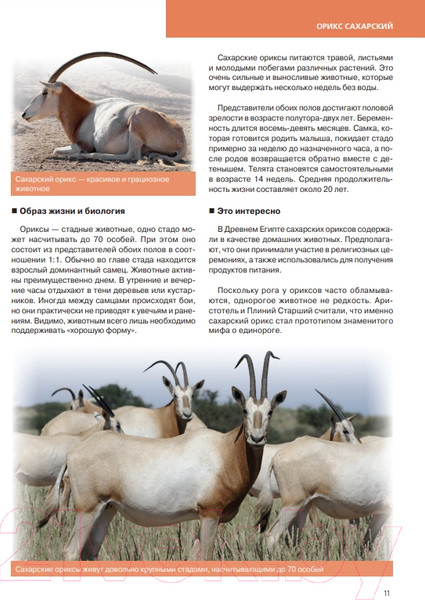 Изображение товара Энциклопедия Эксмо Красная книга. Животные мира (Скалдина О.В., Слиж Е.А.)