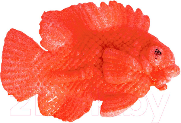 Изображение товара Набор для опытов Bondibon Растущие в воде животные. Вырасти рыбку / ВВ5371-4