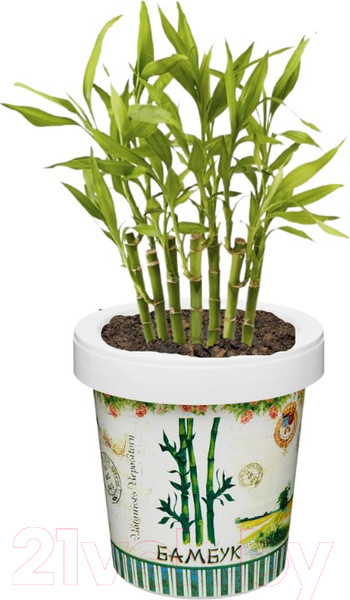 Изображение товара Набор для выращивания растений Rostokvisa Бамбук / 2040