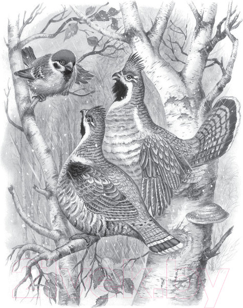 Изображение товара Книга АСТ Лесная газета. Рассказы (Бианки В.)