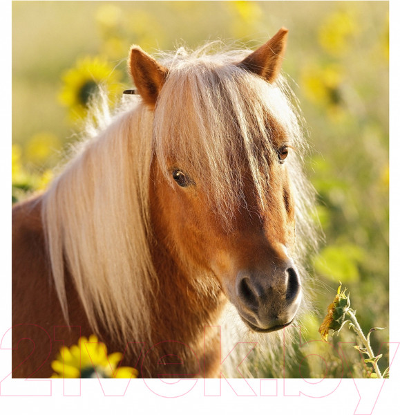 Изображение товара Набор пазлов Ravensburger Пони / R08011 (3x49эл)