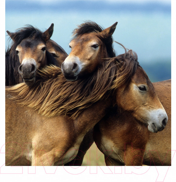 Изображение товара Набор пазлов Ravensburger Пони / R08011 (3x49эл)