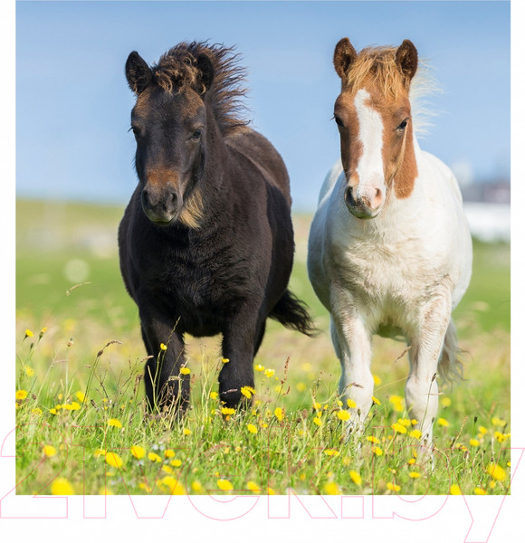 Изображение товара Набор пазлов Ravensburger Пони / R08011 (3x49эл)