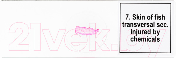 Изображение товара Набор микропрепаратов Levenhuk Discovery Prof DPS 25 / D78415 (биология, птицы)