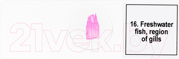 Изображение товара Набор микропрепаратов Levenhuk Discovery Prof DPS 25 / D78415 (биология, птицы)