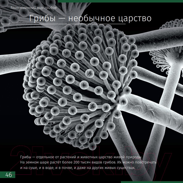 Изображение товара Энциклопедия Levenhuk Невидимый мир / LH77902