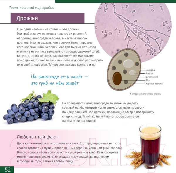 Изображение товара Энциклопедия Levenhuk Невидимый мир / LH77902