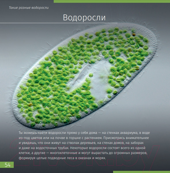 Изображение товара Энциклопедия Levenhuk Невидимый мир / LH77902