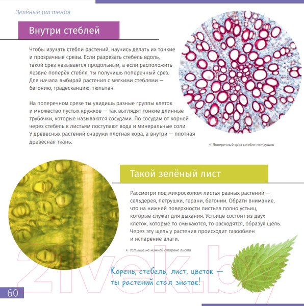 Изображение товара Энциклопедия Levenhuk Невидимый мир / LH77902