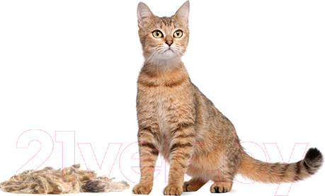 Изображение товара Фурминатор для животных FURminator Cat Undercoat M/L Short Hair 12 YA