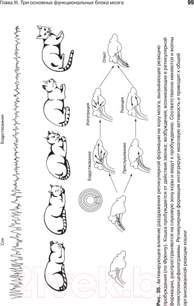 Изображение товара Книга Питер Основы нейропсихологии (Лурия А.Р.)
