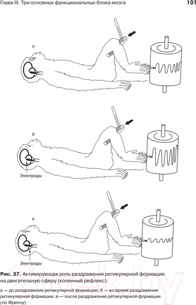 Изображение товара Книга Питер Основы нейропсихологии (Лурия А.Р.)