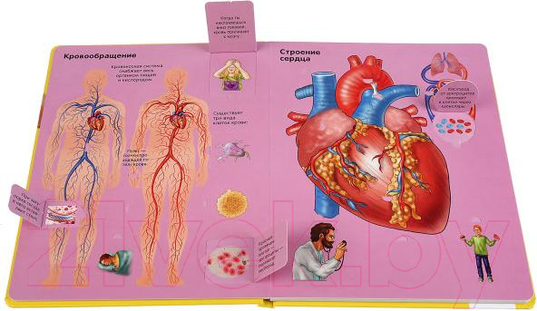 Изображение товара Развивающая книга Умка Тело человека. 100 секретных окошек для малышей