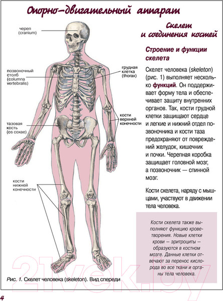 Изображение товара Атлас АСТ Атлас анатомии человека (Левкин С.)
