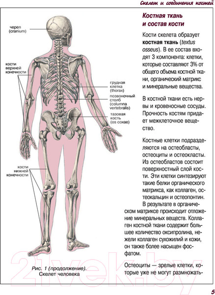 Изображение товара Атлас АСТ Атлас анатомии человека (Левкин С.)