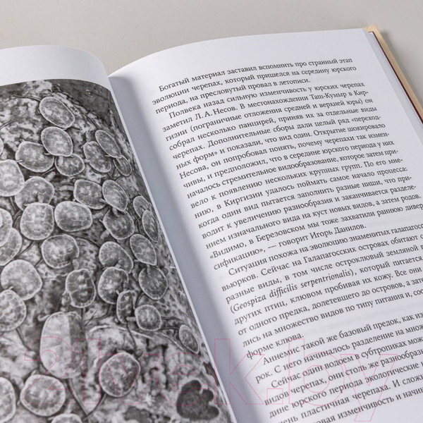 Изображение товара Книга Альпина Динозавры России. Прошлое, настоящее, будущее (Нелихов А.)