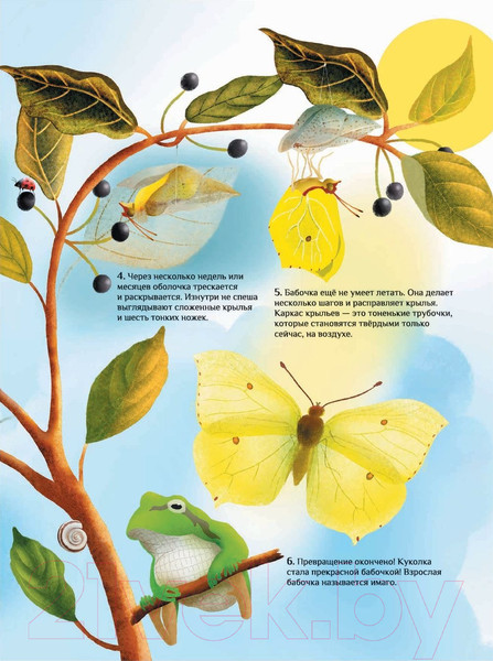 Изображение товара Энциклопедия Попурри Что и как растет (Фабисиньска Л.)