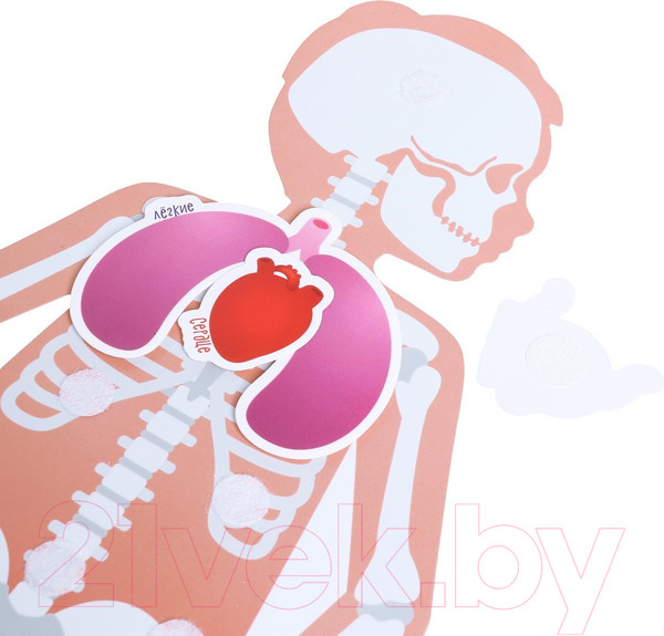 Изображение товара Развивающая игра Веселые липучки Мое тело / 5598574