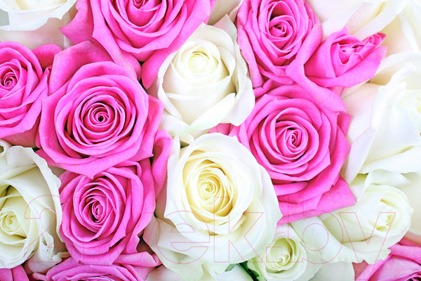 Изображение товара Фотообои листовые Citydecor Букет роз 2 (300x254)