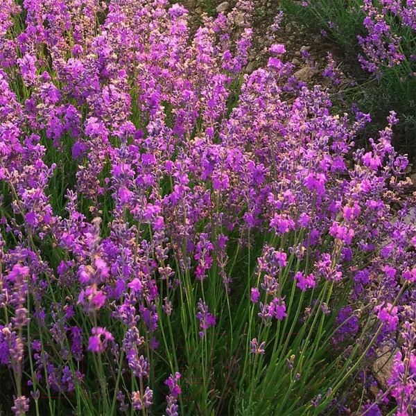 Изображение товара Фотообои листовые Citydecor Лавандовое поле (300x254)