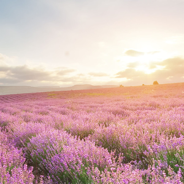 Изображение товара Фотообои листовые Citydecor Лавандовое поле (300x254)