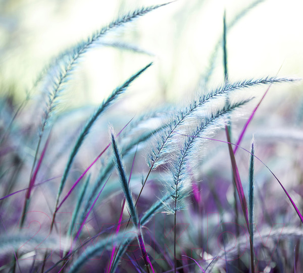 Изображение товара Фотообои листовые Vimala Душистая трава (270x300)