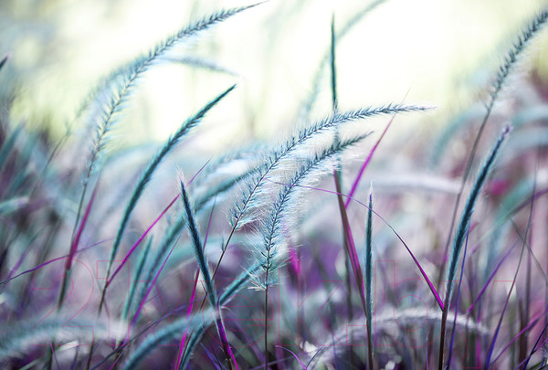 Изображение товара Фотообои листовые Vimala Душистая трава (270x400)