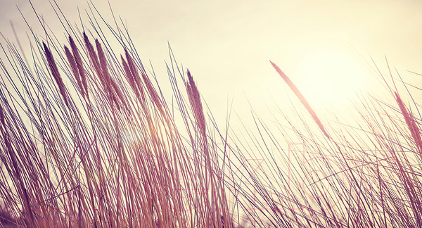 Изображение товара Фотообои листовые Vimala Раннее утро (270x500)