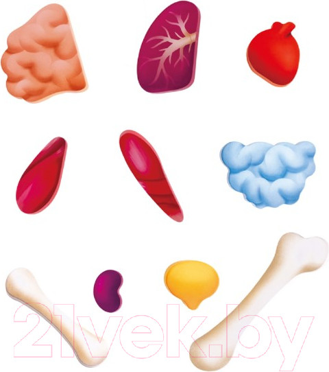 Изображение товара Развивающая игра Hape Как устроено тело человека / E1635_HP