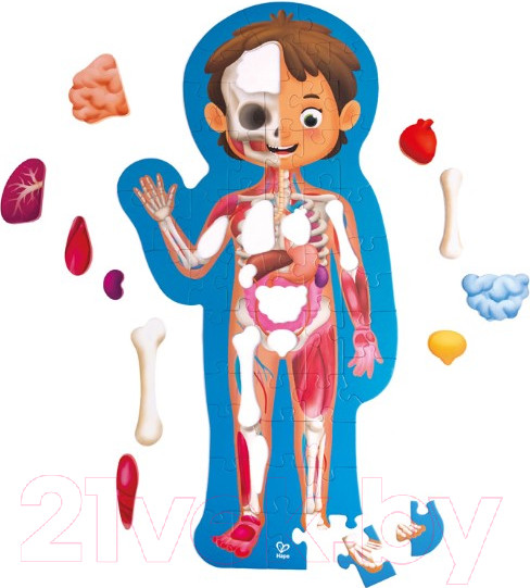 Изображение товара Развивающая игра Hape Как устроено тело человека / E1635_HP