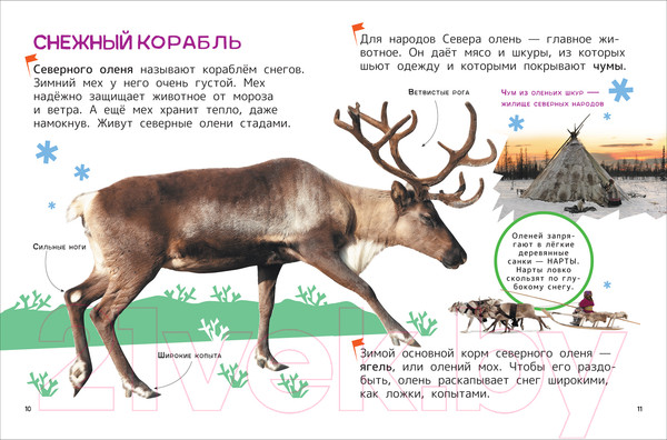 Изображение товара Энциклопедия Росмэн Животные. Для первого чтения с крупными буквами