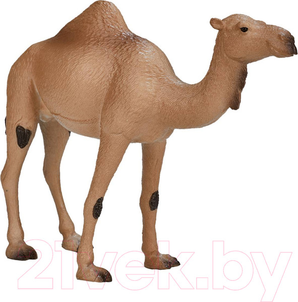 Изображение товара Фигурка коллекционная Konik Одногорбый верблюд / AMW2056