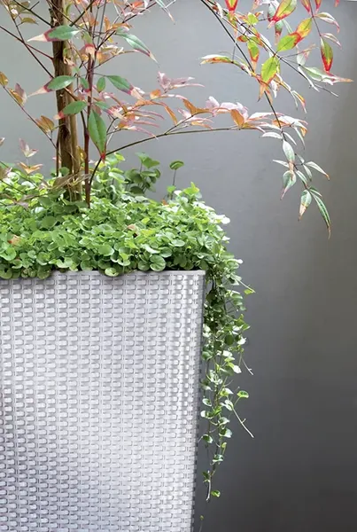 Изображение товара Кашпо Prosperplast Rato Square / DRTS325-440U (умбра)