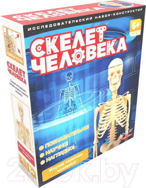 Изображение товара Научная игра ND Play Скелет человека NDP-058 / 277382