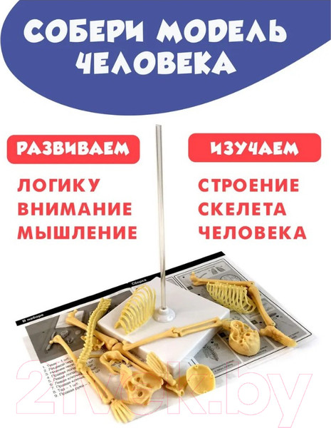 Изображение товара Научная игра ND Play Скелет человека NDP-058 / 277382