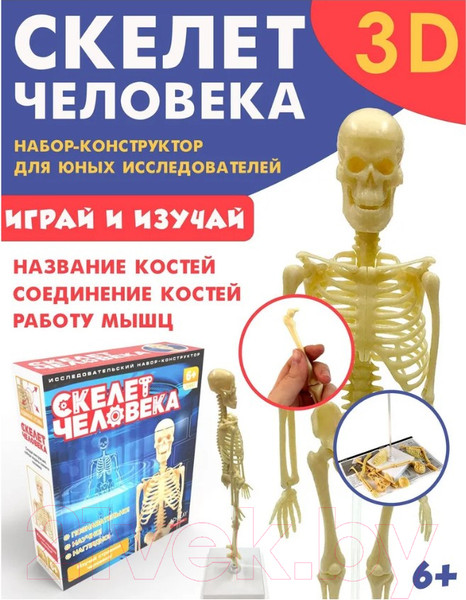 Изображение товара Научная игра ND Play Скелет человека NDP-058 / 277382