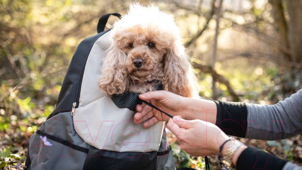 Изображение товара Рюкзак-переноска Ferplast Kangoo S / 85748121 (серый)