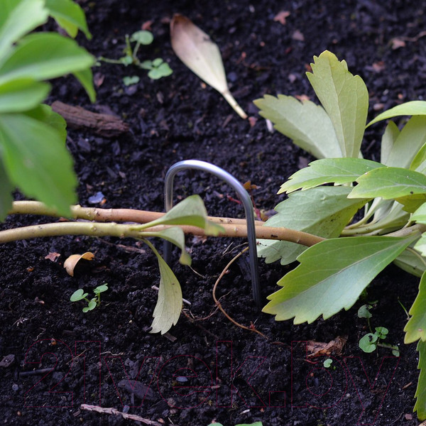 Изображение товара Скобы садовые Мультидом VL83-245 (2шт)