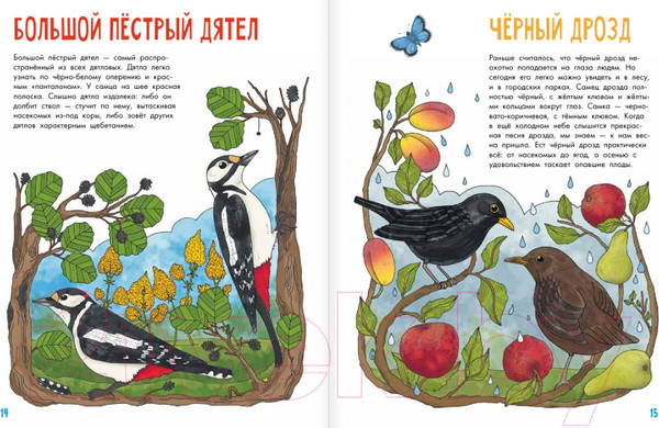 Изображение товара Энциклопедия АСТ Птицы (Янссон Э.)