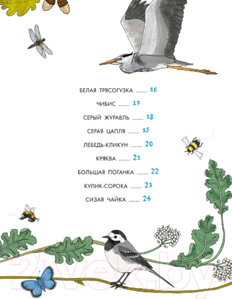 Изображение товара Энциклопедия АСТ Птицы (Янссон Э.)