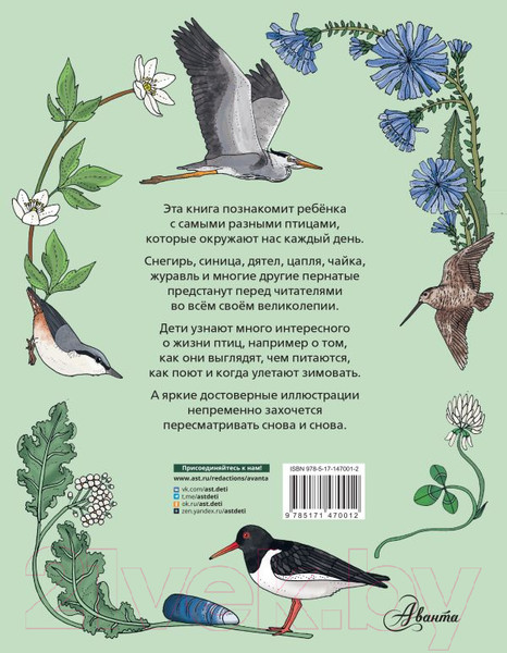 Изображение товара Энциклопедия АСТ Птицы (Янссон Э.)