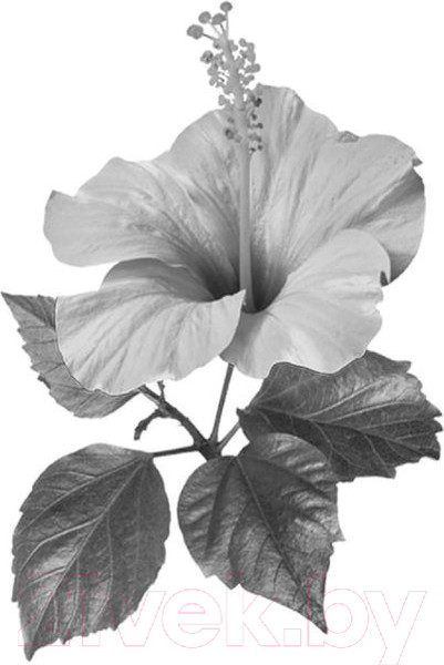 Изображение товара Книга Эксмо Семь сестер. Сестра луны (Райли Л.)