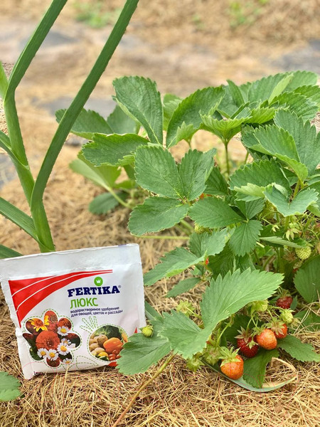 Изображение товара Удобрение Fertika Люкс (100г)