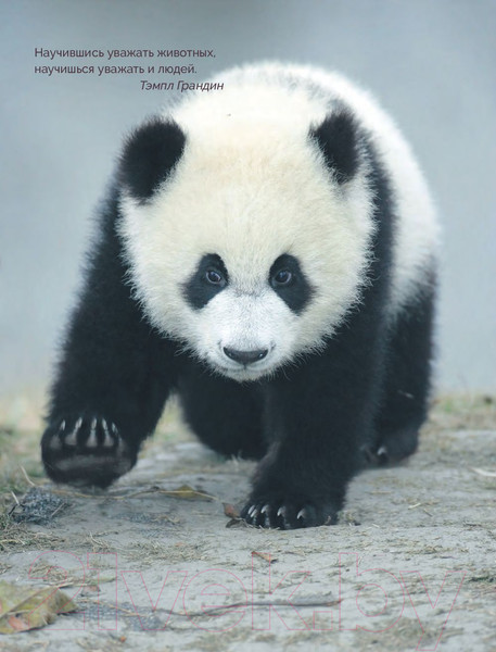 Изображение товара Энциклопедия Эксмо Красная книга мира (Лукашанец Д., Лукашанец Е.)