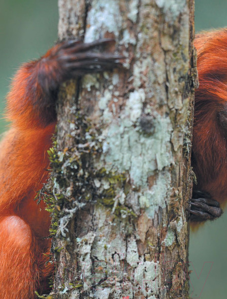 Изображение товара Энциклопедия Эксмо Красная книга мира (Лукашанец Д., Лукашанец Е.)