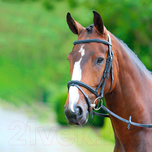 Изображение товара Оголовье для лошади Shires Melton PONY / V442/BLACK/PONY (черный)